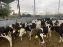 40 choice Holstein-Friesian bull calves for sale