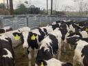 40 choice Holstein-Friesian bull calves for sale