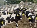 40 choice Holstein-Friesian bull calves for sale