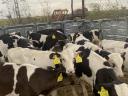 40 choice Holstein-Friesian bull calves for sale