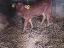 Suckling heifer for sale