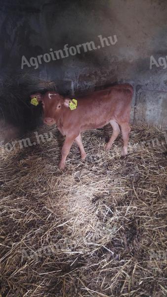 Suckling heifer for sale