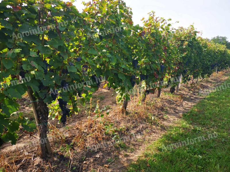 For rent 25 hectares of vineyard in excellent condition