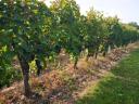 For rent 25 hectares of vineyard in excellent condition