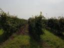 For rent 25 hectares of vineyard in excellent condition