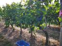 For rent 25 hectares of vineyard in excellent condition