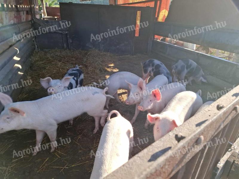 Piglets for sale