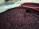 Premium red grape marc for sale in Eger