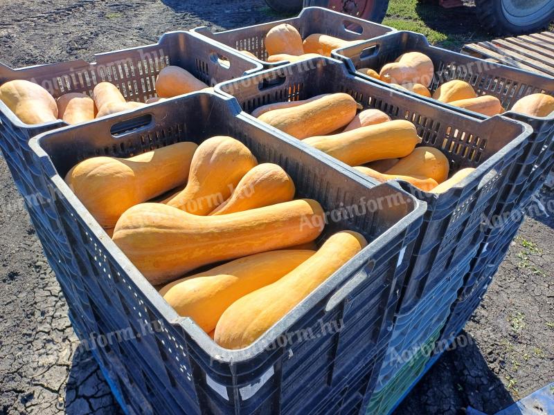 Kürbis zum Verkauf bei einem Züchter