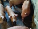 Weaned piglets