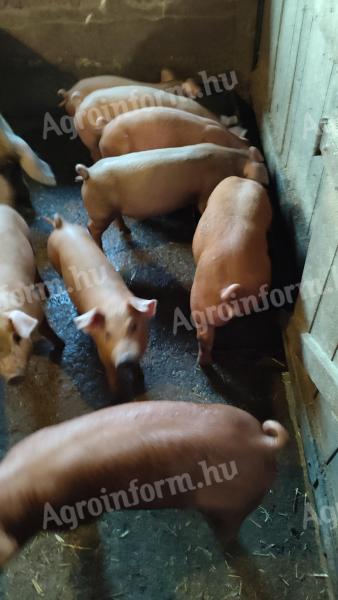 Weaned piglets