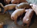 Weaned piglets