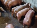 Weaned piglets