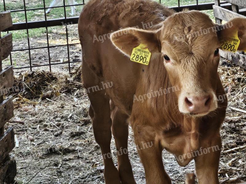 3 calves for sale