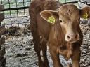 3 calves for sale