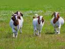 Boer dolari na prodaju