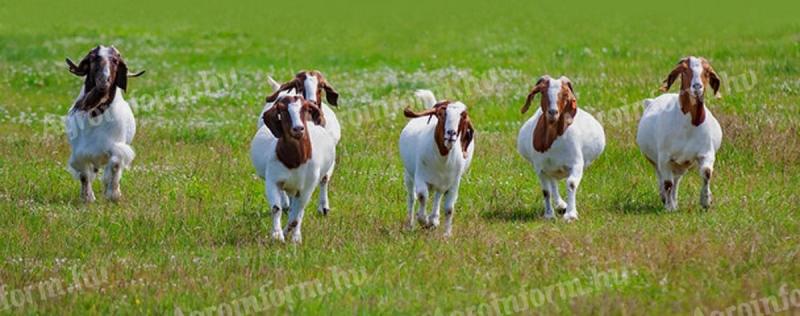 Boer bucks de vânzare