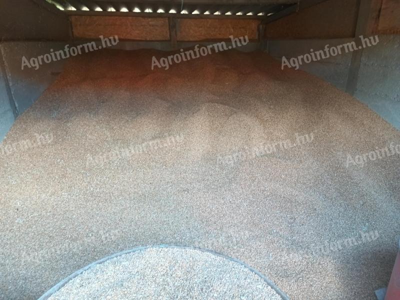 Fodder wheat for sale