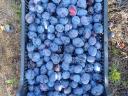 TopEnd Plus plums for sale