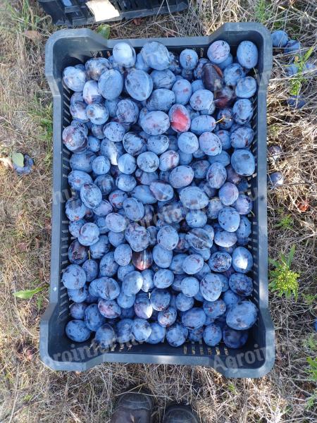 TopEnd Plus plums for sale