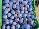 TopEnd Plus plums for sale