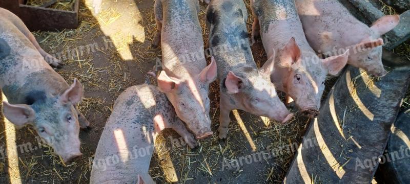 Ferkel zu verkaufen