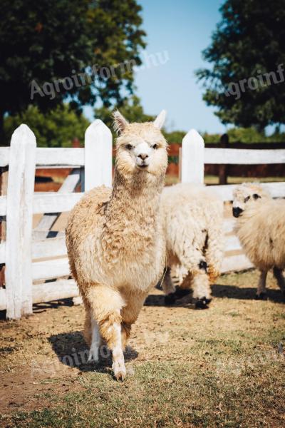 Alpaca stallion foal