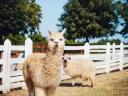 Alpaca stallion foal