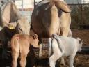 Pregnant and farrowing heifers