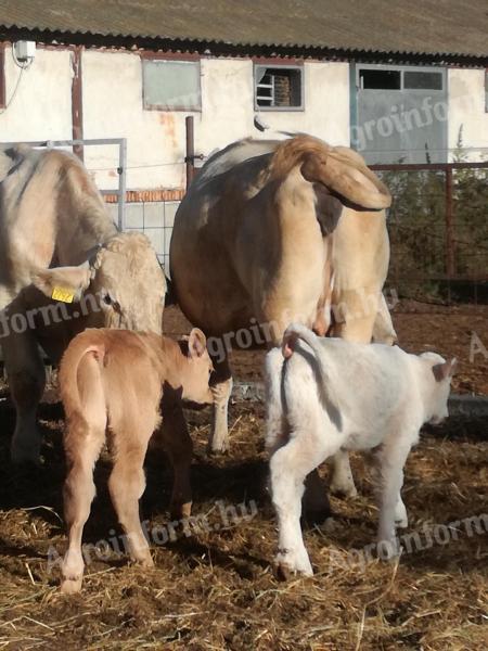 Pregnant and farrowing heifers