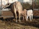 Pregnant and farrowing heifers