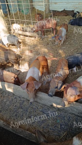 Freilaufende 8 Wochen alte Ferkel zu verkaufen