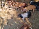 Free range 8 week old piglets for sale