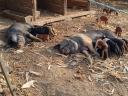 Free range 8 week old piglets for sale