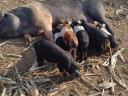 Free range 8 week old piglets for sale