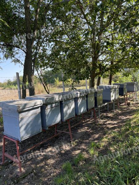 Bee hive for sale