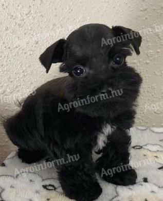 Catelusi Schnauzer ca un cadou gratuit