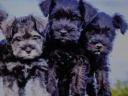 Schnauzer puppies as a free gift