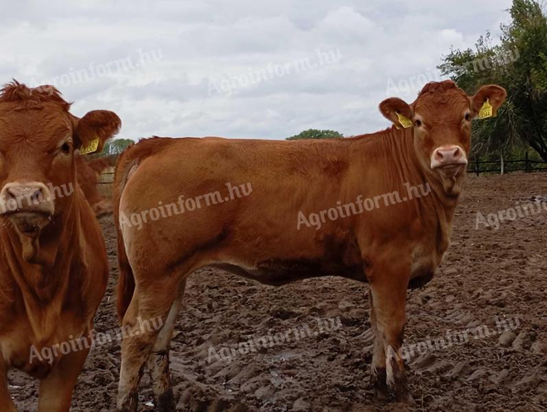 Limousin üszők eladók.