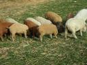 Prodaja pujskov pasme mangalica in mangalica x duroc