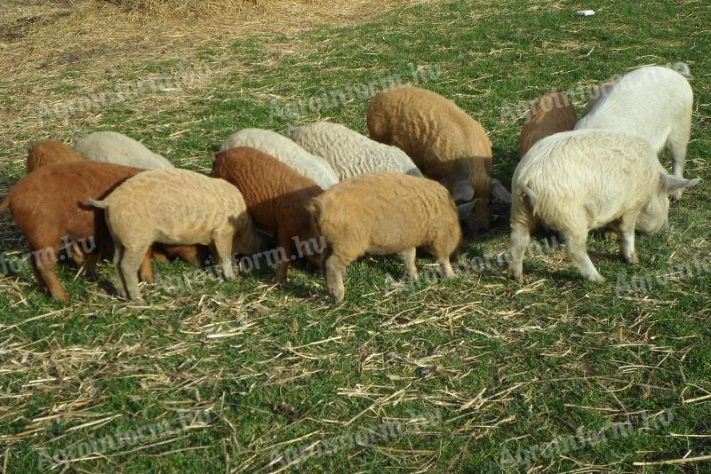 Mangalica- und Mangalica x Duroc-Ferkel zu verkaufen