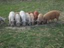 Mangalica- und Mangalica x Duroc-Ferkel zu verkaufen