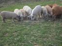 Mangalica- und Mangalica x Duroc-Ferkel zu verkaufen