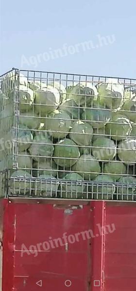 Cabbage for sale