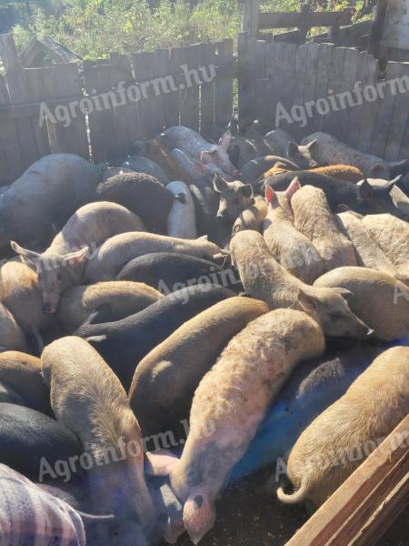 Bauernbraten zu verkaufen