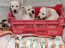 Labrador puppies new owners