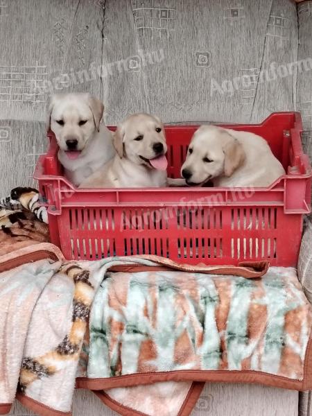 Labrador puppies new owners