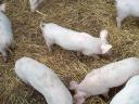 Piglets for sale