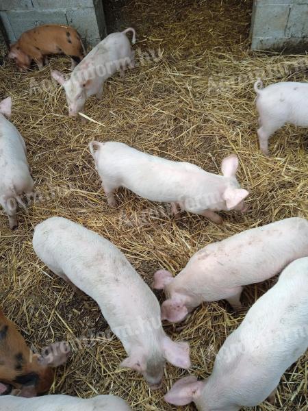 Piglets for sale