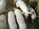 Piglets for sale